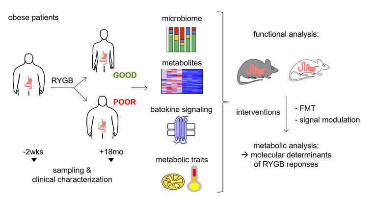 P01 RYGP modulation gut-to-BAT.png