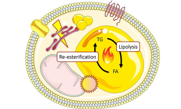 P17 - Graphical Abstract TRR333 - Re esterifaction Lipolysis - Windows-Fotoanzei.jpg