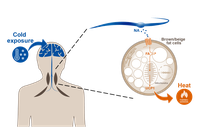 physiological regulation of BAT