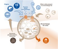 Unique Features - Holistic View on BAT